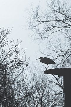 Silhouette de héron cendré en hiver