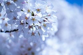 Blossom in cool shades by Trees van Someren