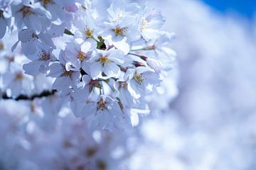 Blossom in cool shades