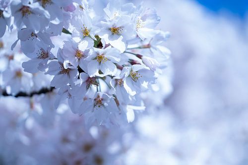 Blossom in cool shades