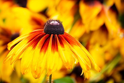 Bloem tweekleurige coneflower