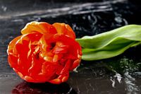 Doppelte Tulpe