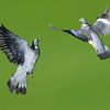 Vliegende duiven / Flying pigeons van Henk de Boer