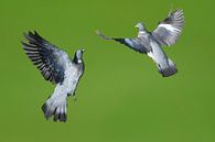 Vliegende duiven / Flying pigeons van Henk de Boer thumbnail
