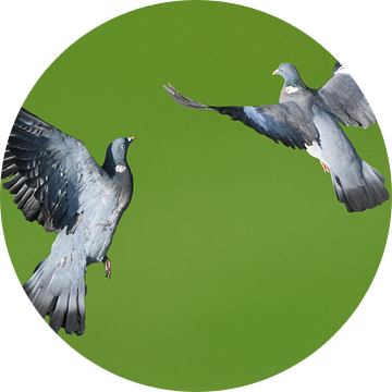 Vliegende duiven / Flying pigeons