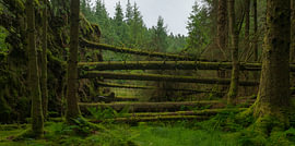 Whinlatter Forest – Lake District (England) von Marcel Kerdijk