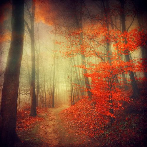 Herfstvuur - bospad in herfstkleuren