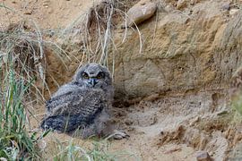Uhu ( Bubo bubo ), Jungvogel van wunderbare Erde