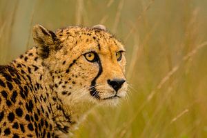 Cheetah -2 sur Richard Guijt Photography