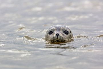Netherlands, Pieterburen, Wadden Sea. Close-up seal.