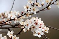 Bloesempracht van Jolanta Mayerberg thumbnail
