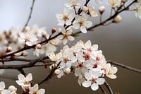 Bloesempracht