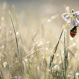 Orange tip in the morning sur Simon Hazenberg