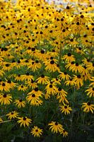 A bouquet of flowers in the park