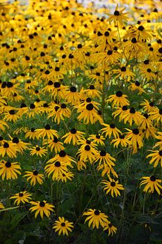 A bouquet of flowers in the park