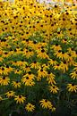 A bouquet of flowers in the park by Claude Laprise thumbnail
