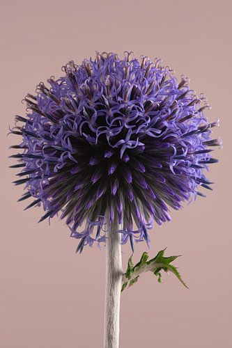 Eenvoud: Een kogeldistel komt tot bloei