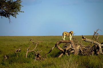 Tanzanian Lion by Zahra Bierman