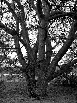 The trunks of a Scots pine in black and white