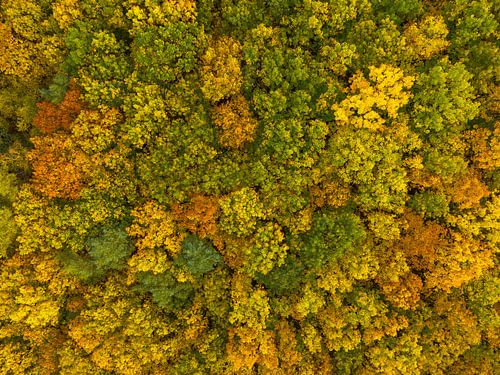 Herfstbos met kleurrijke bladeren van bovenaf gezien