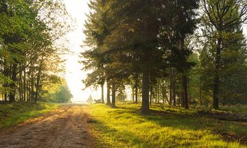 Zonsopkomst Dwingelderveld (Netherlands) van Marcel Kerdijk