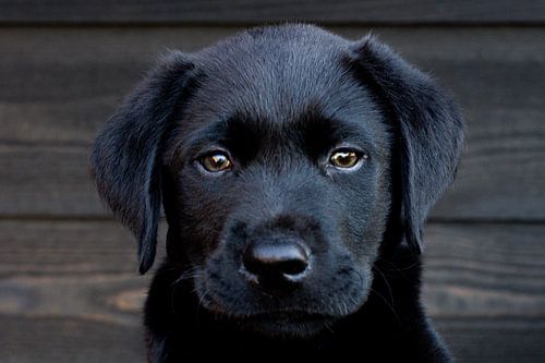 Schwarzer Labrador Welpe von Lyssanne Ponsteen-Willems