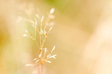 heather plant in summer by Bert ten Brink