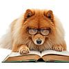 Un chien à lunettes lit un livre sur Bo Valentino