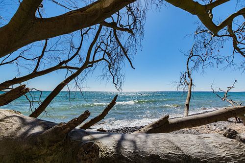 Troncs d'arbres sur la côte de craie de Rügen, Stubbenkammer