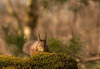 Squirrel is coming
