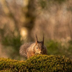 Squirrel is coming by Thea de Ruijter