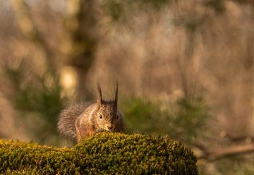 Das Eichhörnchen kommt von Thea de Ruijter