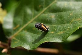 Coccinelle sur Huub Westendorp