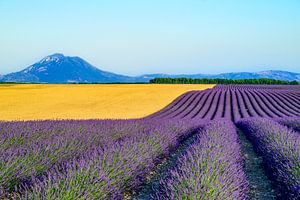 Blühender Lavendel in der Provence an einem Sommertag
