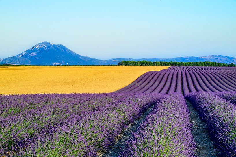 Blühender Lavendel in der Provence an einem Sommertag von Sjoerd van der Wal Fotografie