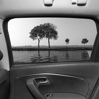 Trees by the car
