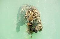 Jaguar-Tauchgänge für Beutetiere von Herbert van der Beek Miniaturansicht