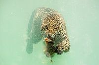 Jaguar duikt naar prooi