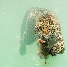 Jaguar duikt naar prooi van Herbert van der Beek