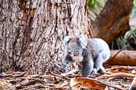 Koala bij boomverandering van Robert Styppa thumbnail