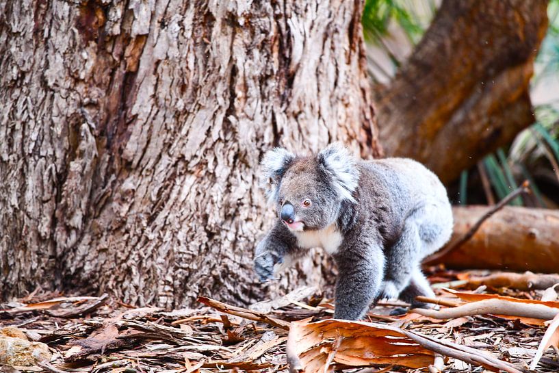 Koala bij boomverandering van Robert Styppa
