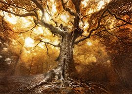 The painted witch van Rob Visser