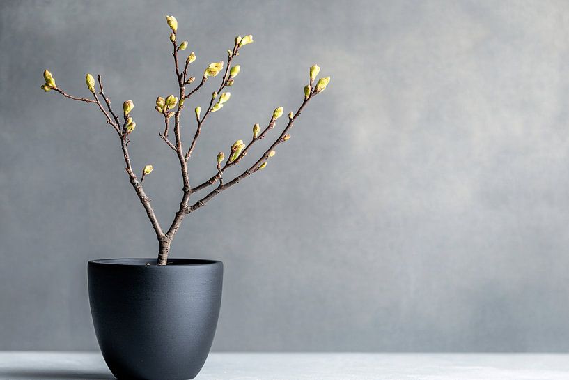 Branch with buds in pot by Imperial Art House
