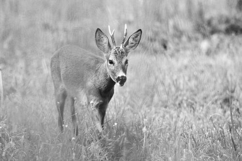 Roe looking for breakfast