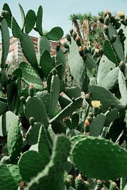 Prickly pear in Sicily by AnnKa Ho
