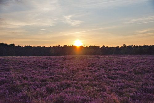Ondergaande zon boven de bloeiende heide.