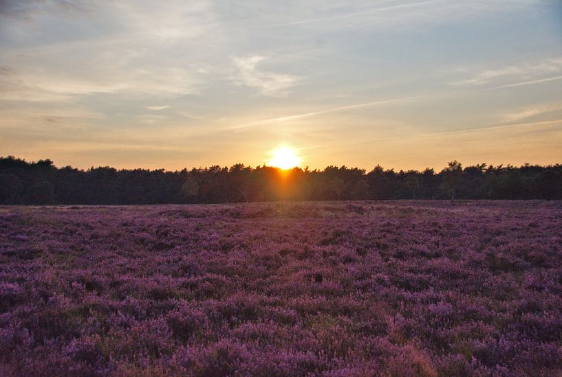 Die untergehende Sonne über der blühenden Heidelandschaft. von Jurjen Jan Snikkenburg
