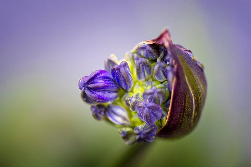 Uit de knop (Agapanthus) van Marly De Kok