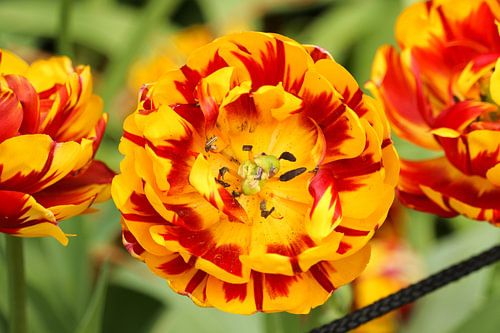 Een rood met gele bloem in bloei