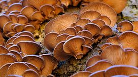 Oyster mushrooms